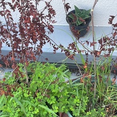 土入り植木鉢の画像