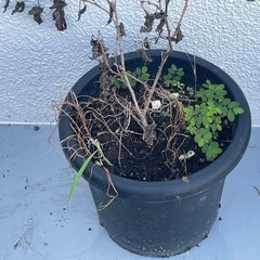 土入り植木鉢の画像