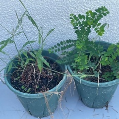 土入り植木鉢の画像