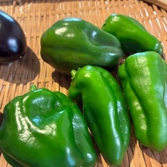 9/7朝どれ無農薬野菜セットの画像