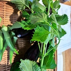 9/7朝どれ無農薬野菜セットの画像