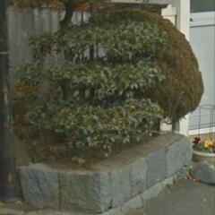 庭の縁石の画像