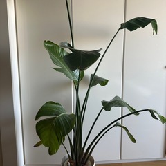 オーガスタ観葉植物　170cm超の画像