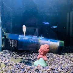 ネオンテトラ2 オトシンクルス2 水槽一式の画像