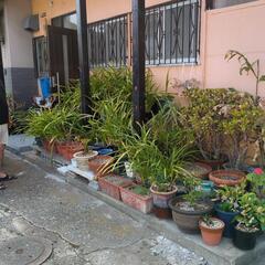 植木の画像