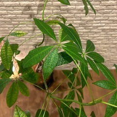 ❇️傘をさしたような形の愛らしい✨観葉植物【パキラ】꧁茎が三つ編み状꧂の画像