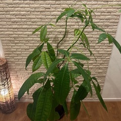 ❇️傘をさしたような形の愛らしい✨観葉植物【パキラ】꧁茎が三つ編み状꧂の画像