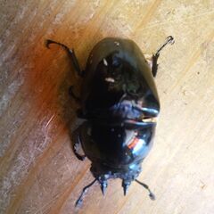 昆虫ショップKINGDAM🌟Mタランドゥス88.5☓57㍉　Ｔ血統ペアの画像