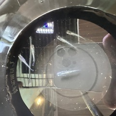 メダカ　めだか1000円均一の画像