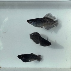 メダカ　濡烏　めだかの画像