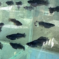 メダカ　濡烏　めだかの画像