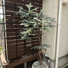 ユーカリ　植木　グニー　アロマ　シルバーリーフ　植物の画像