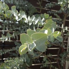 ユーカリ　植木　グニー　アロマ　シルバーリーフ　植物の画像