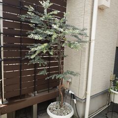 ユーカリ　植木　グニー　アロマ　シルバーリーフ　植物の画像