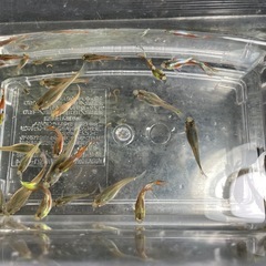お取引決まりました🐠ミックスグッピー🐠20匹　　　　　　　　　9／13（土）11時〜13時の画像