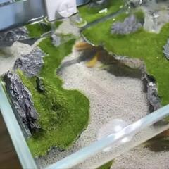 水槽の飾り　新品未使用の画像