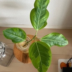 ③観葉植物　フィカス アルテシーマ　の画像