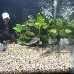 コリドラスと水槽セットです。の画像