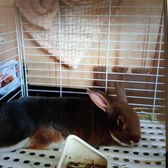 ミニレッキスの男の子♂(ゲージ付き)交渉中