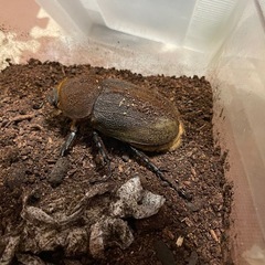 ヘラクレス♂単品5000円〜　ペア6000円〜の画像