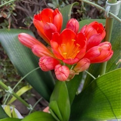 君子蘭鉢植え①の画像