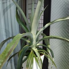 パイナップル　果物　フルーツ　観葉植物　インテリア　来年用の画像