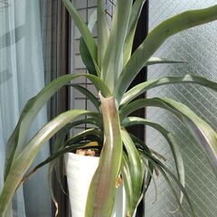 パイナップル　果物　フルーツ　観葉植物　インテリア　来年用の画像