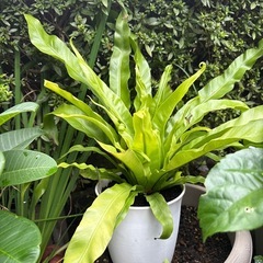 アスプレニウム　鉢植えの画像