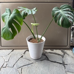 モンステラデリシオーサ　剪定苗　鉢植え②の画像