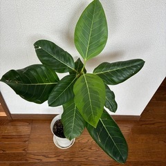 観葉植物🪴フィカス ・アルティシマの画像
