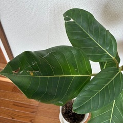 観葉植物🪴フィカス ・アルティシマの画像