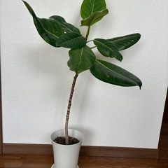 観葉植物🪴フィカス ・アルティシマの画像