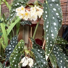 ベゴニアマクラータ鉢植え①の画像