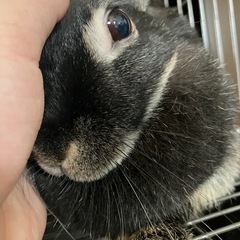 うさぎを触らせてください。