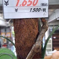 【リサイクルショップどりーむ天保山店】NO.3754　造花　観葉植物　写真参照🎵　おすすめ品🎵の画像