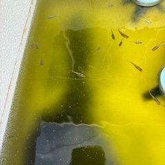 現物メダカ 約100匹 種類別で分けてます。 全部引き取ってください。の画像