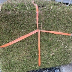 天然芝TM9の画像