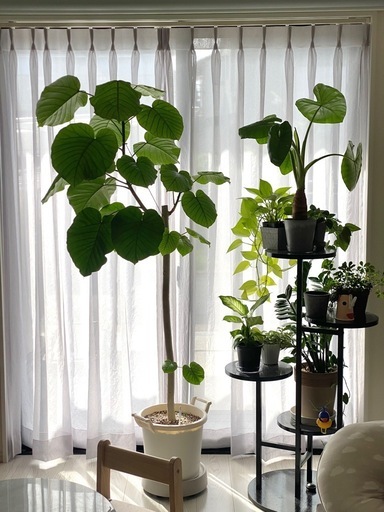 フィカス・ウンベラータ