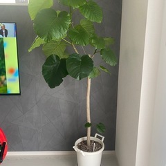 フィカス・ウンベラータの画像