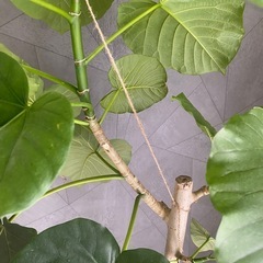 フィカス・ウンベラータの画像