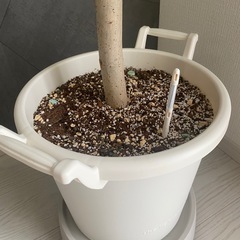 フィカス・ウンベラータの画像