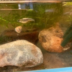 ラメメダカなどの画像