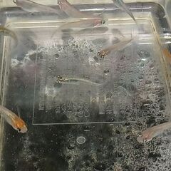 メダカ　　　レッドクリフ　　　１０匹の画像