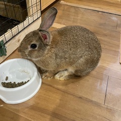 ミニウサギ　