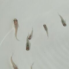 メダカ　　　レッドクリフ　　　１０匹の画像