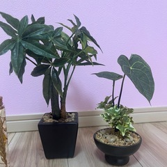 (取引中)観葉植物、インテリアの画像