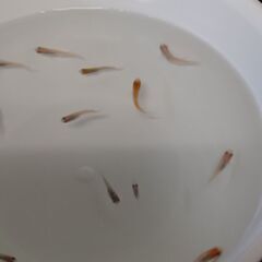 メダカ　　　レッドクリフ　　　１０匹の画像