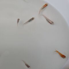 メダカ　　　レッドクリフ　　　１０匹の画像