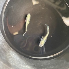 メダカ　エメキンの画像