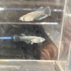 メダカ　エメキンの画像